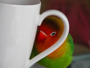 I Love My Pet Bird!  This adorable photo was taken by Netherlands photographer Esther Seijmonsbergen.